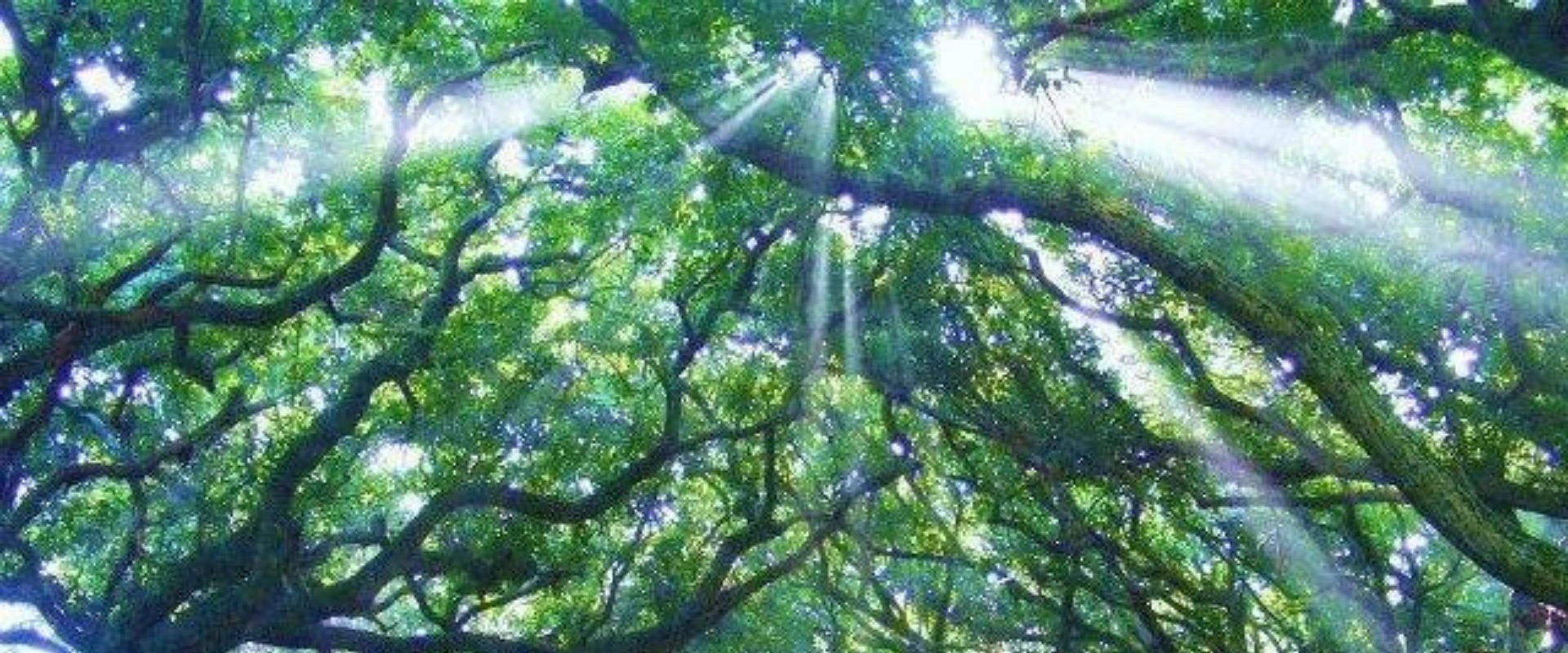 Hawaiian rainforest representing sacred land and vibrational healing