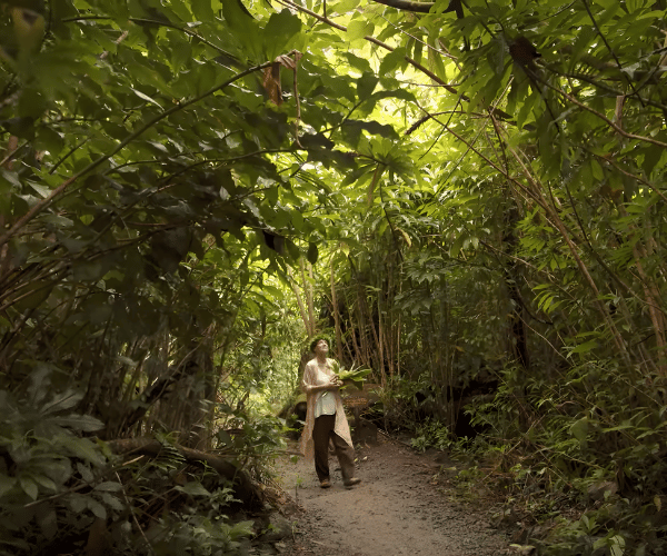 Hawaiian rainforest path representing walking in pono and sacred relationship with the land.