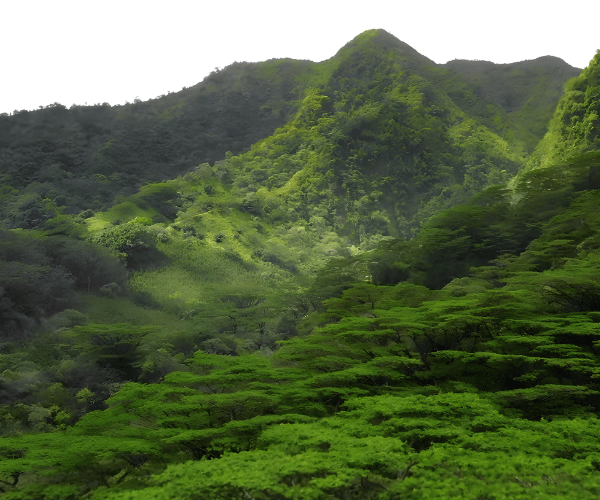Hawaiian rainforest canopy filled with mist and light, symbolizing living mana.
