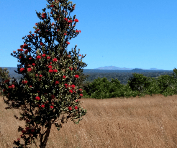 Volcanic landscape and rainforest symbolizing authentic Hawaiian lineage and tradition.