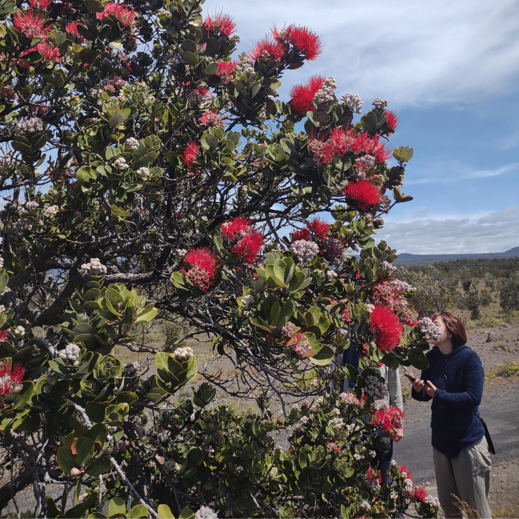 ʻŌhiʻa Lehua blossoms growing in the Hawaiian rainforest.