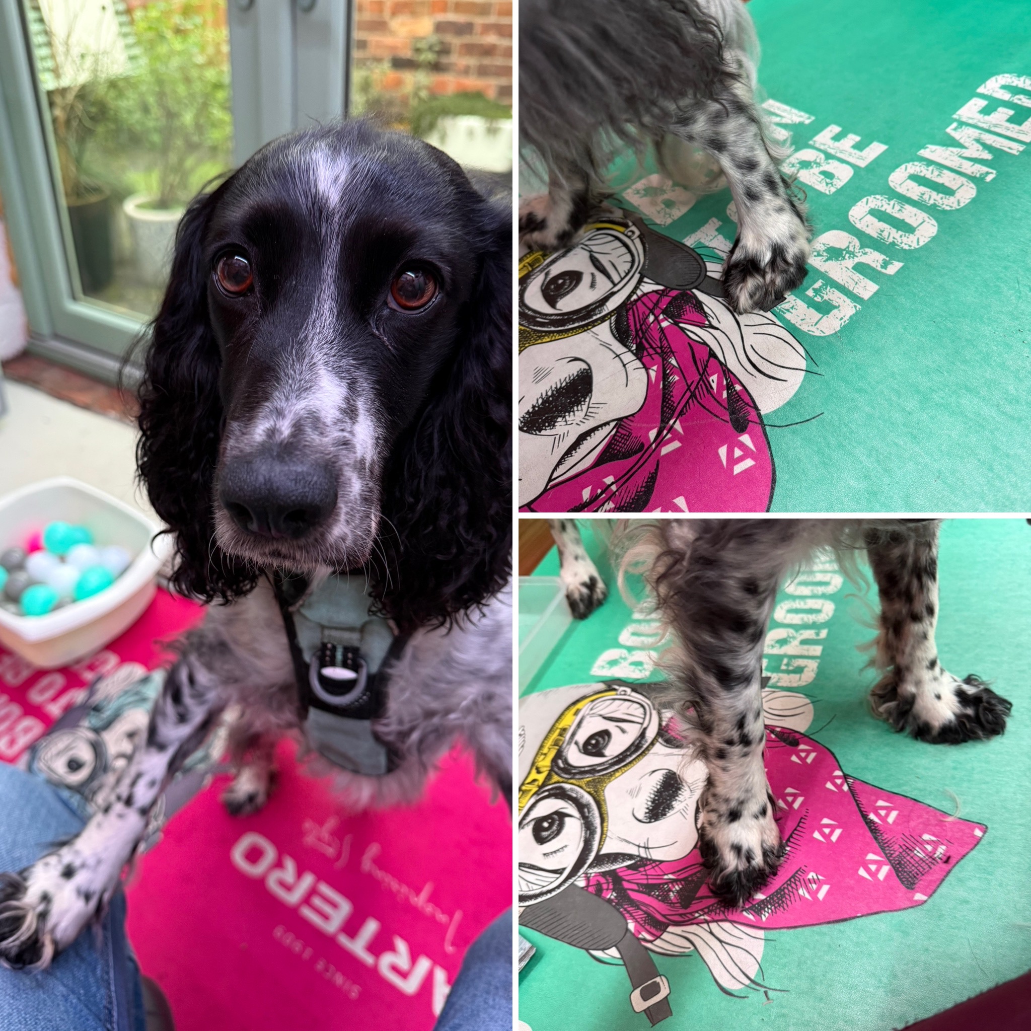 Cocker Spaniel and groomed feet by Wag-Wagatha Christie