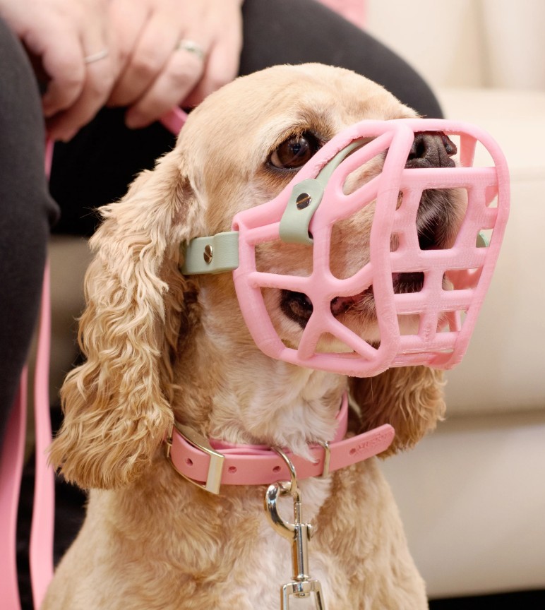 A small Spaniel wearing a Muzzle Movement muzzle A small Spaniel wearing a Muzzle Movement muzzle