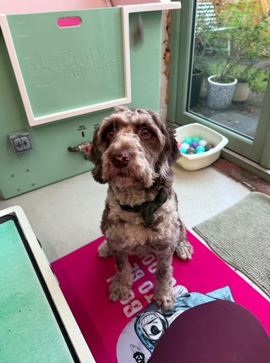 Sprocker Spaniel at Wag-Wagatha Christie