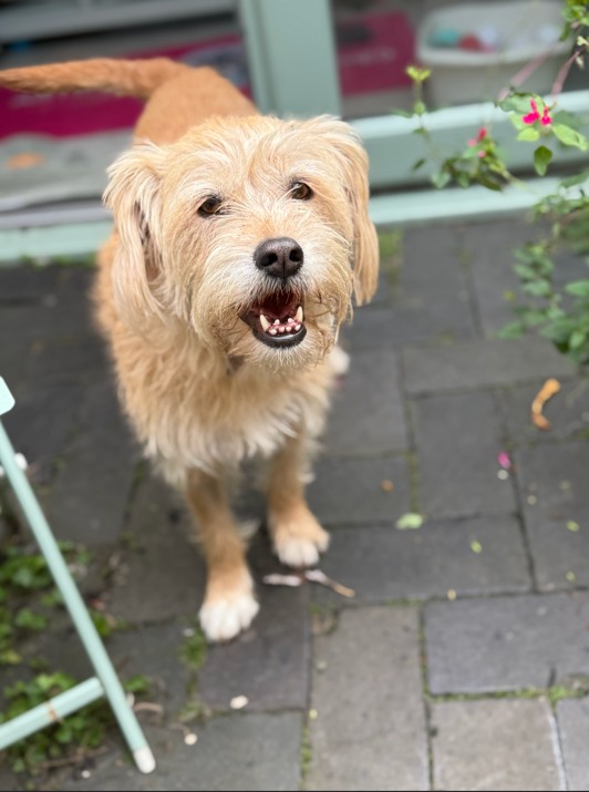 Rescue dog in the sensory garden at Wag-Wagatha Christie