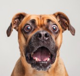 Boxer dog opened mouthed in surprise 