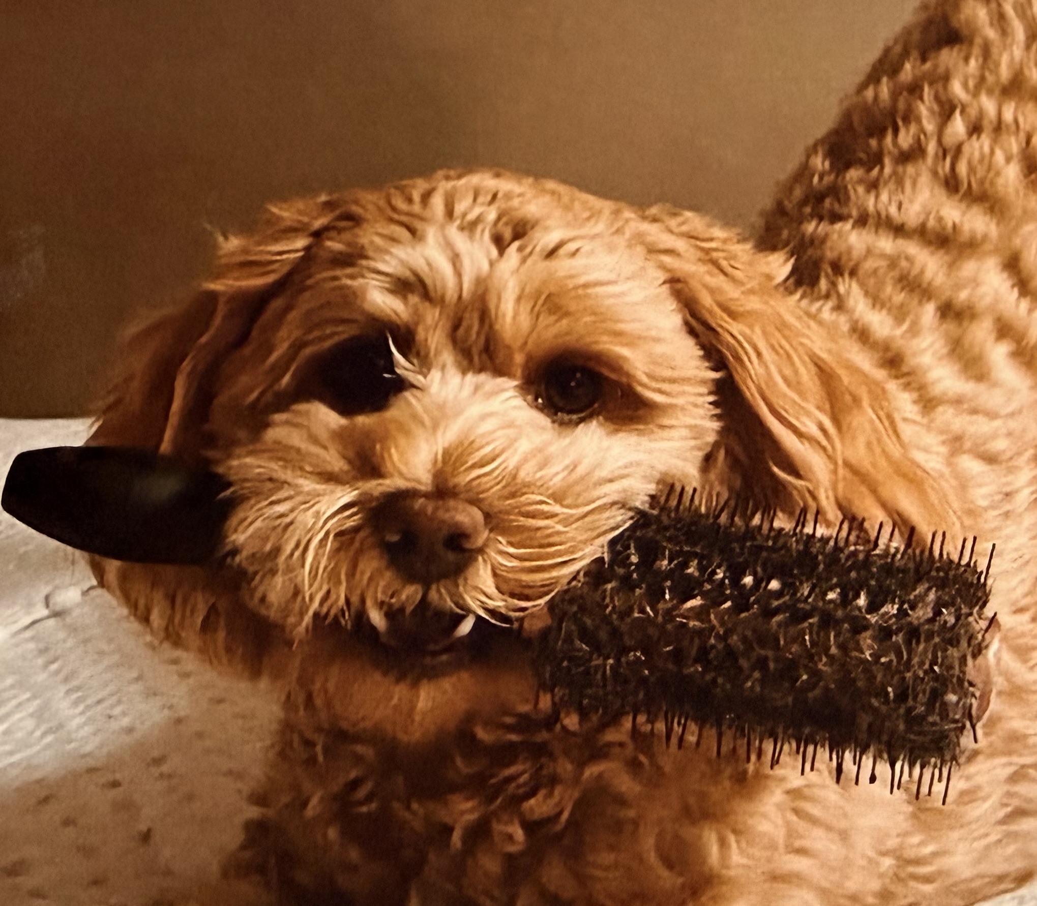A cute Cavapoo with a hairbrush in it's mouth A cute Cavapoo with a hairbrush in it's mouth