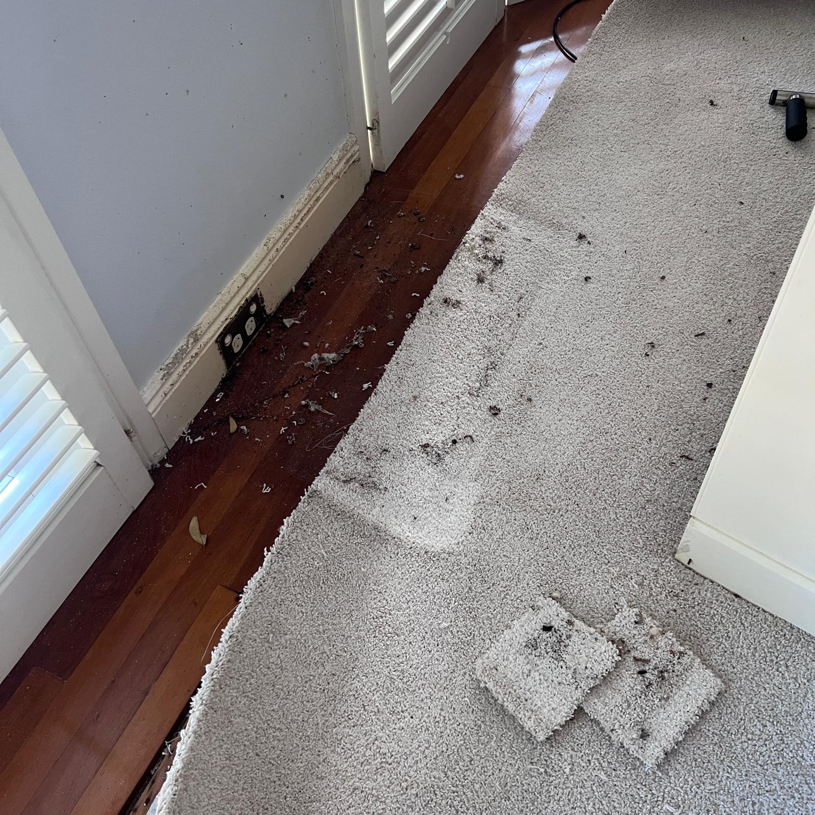 Wet carpet from storm flooding