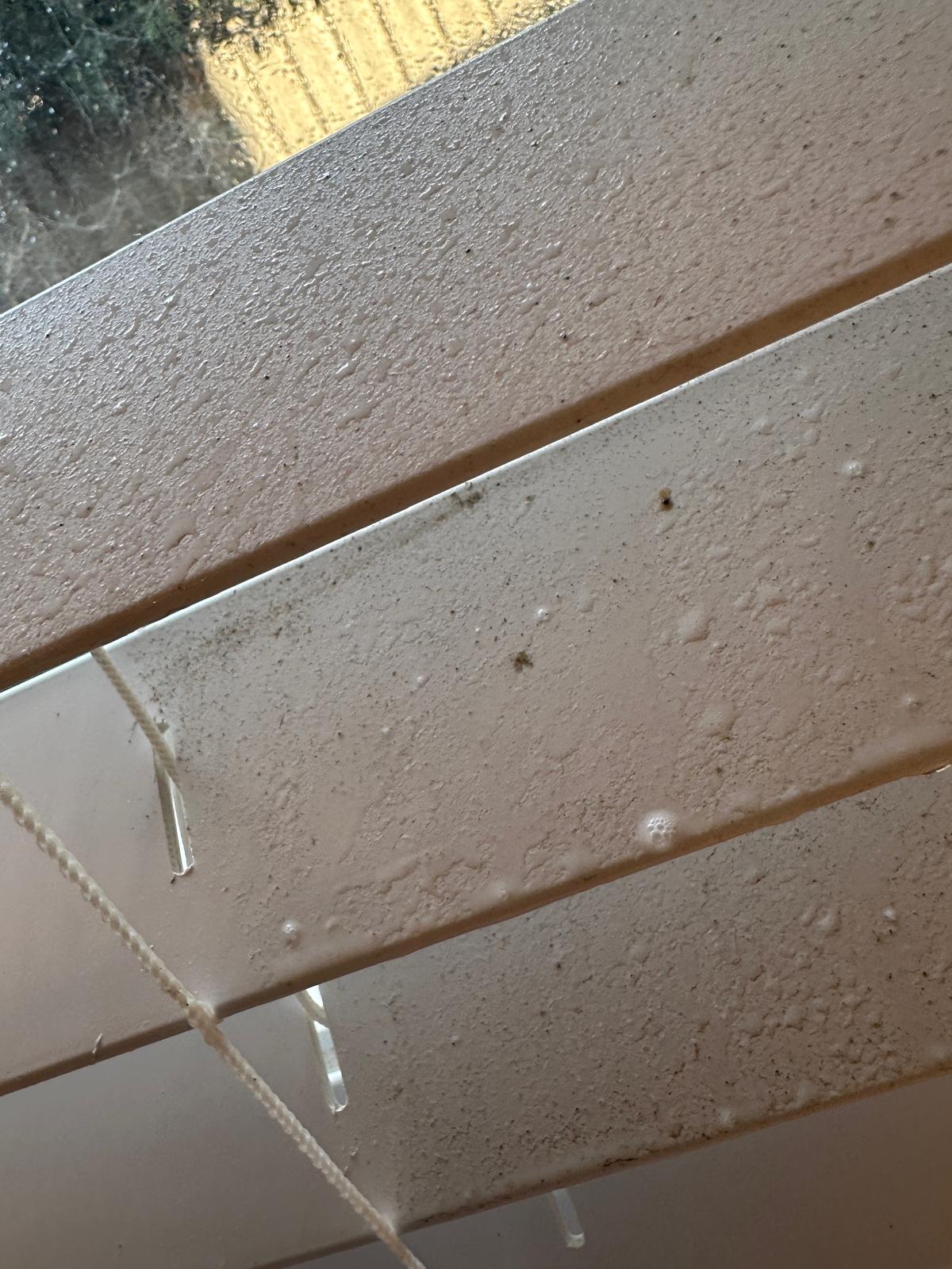 Bathroom ceiling mould removal and antimicrobial treatment completed in Blacktown NSW.