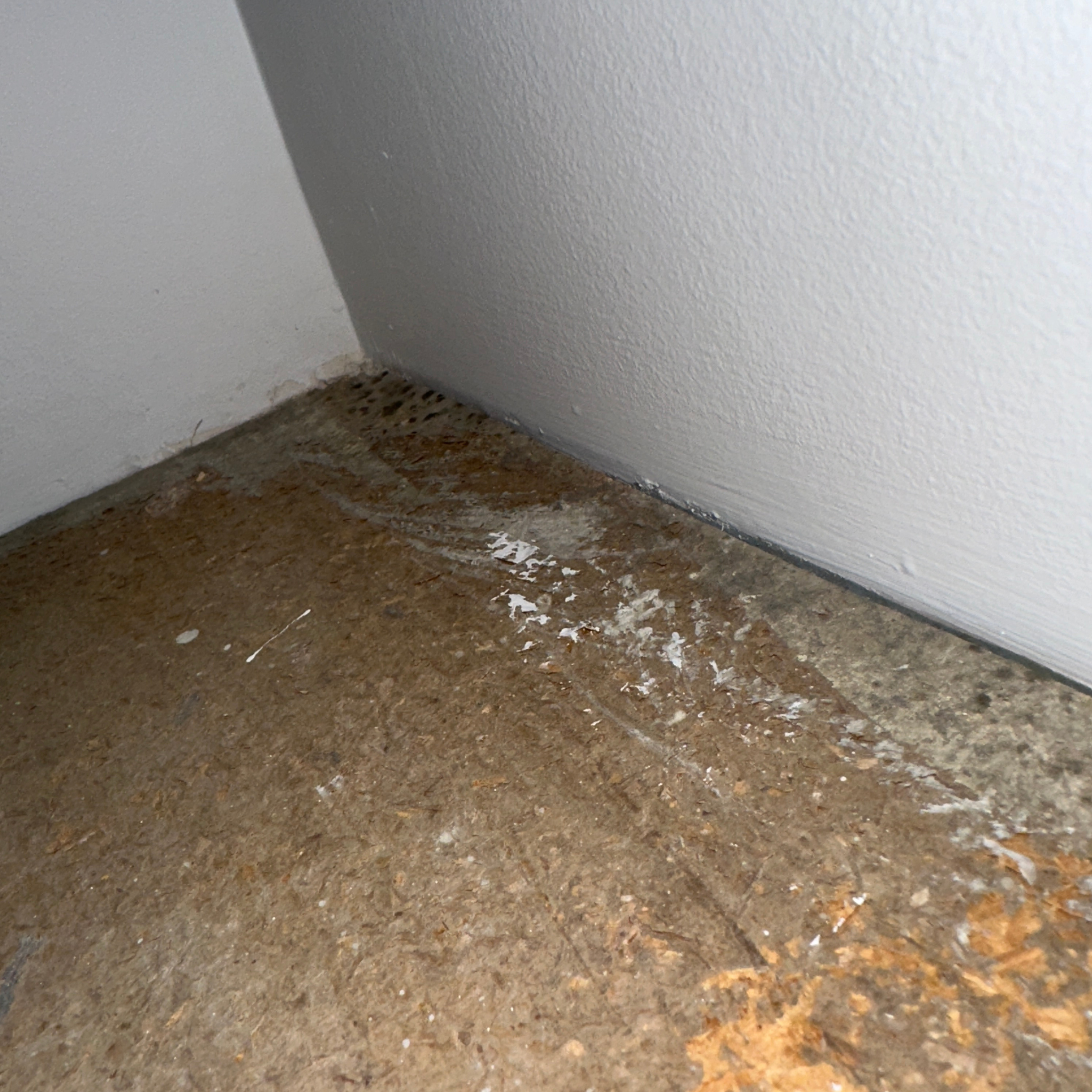 Hidden ceiling mould and moisture damage found during a mould inspection in Ryde, NSW.