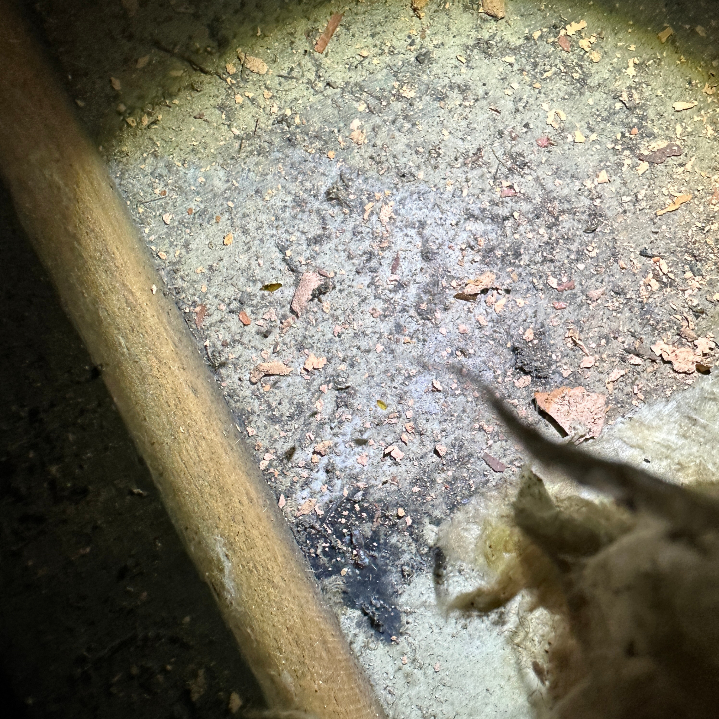 Hidden ceiling mould and moisture damage found during a mould inspection in Ryde, NSW.