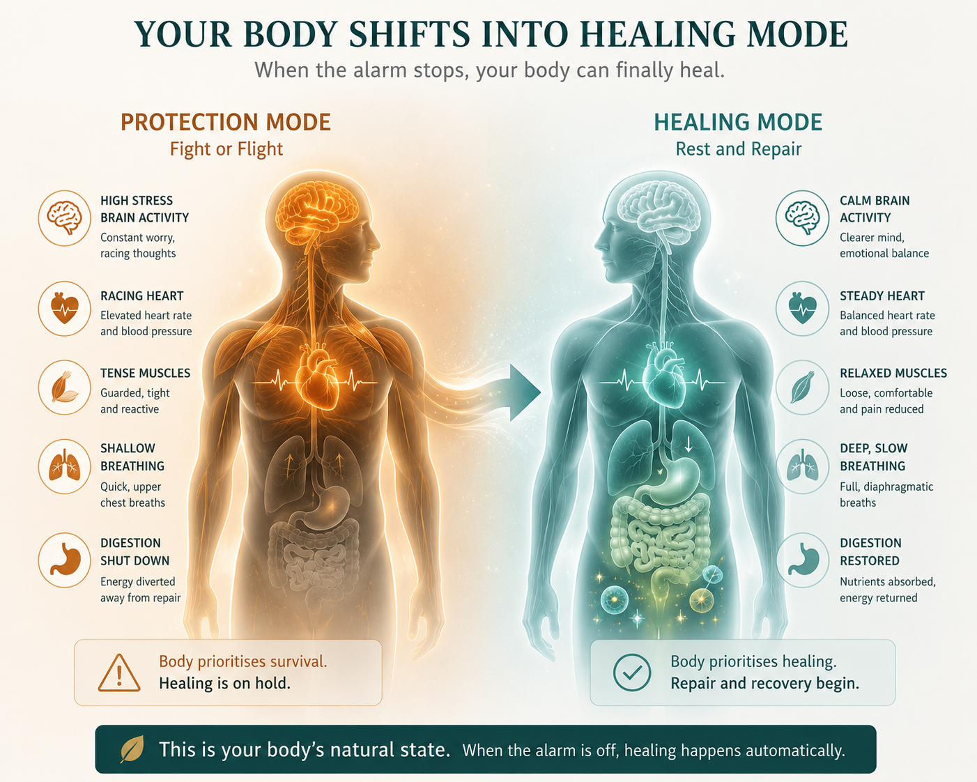 Infographic of the body shifting from stress mode into healing mode