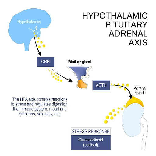 Diagram of the Hypothalamic Pituitary Adrenal Axis Diagram of the Hypothalamic Pituitary Adrenal Axis
