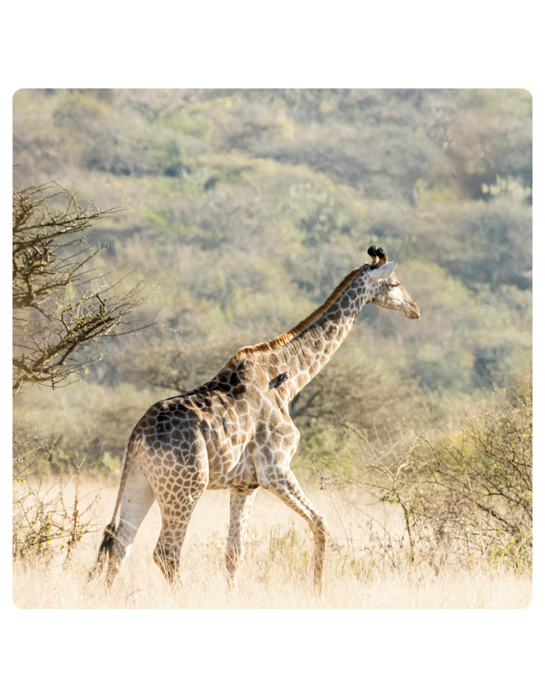 Giraffe in Dinokeng