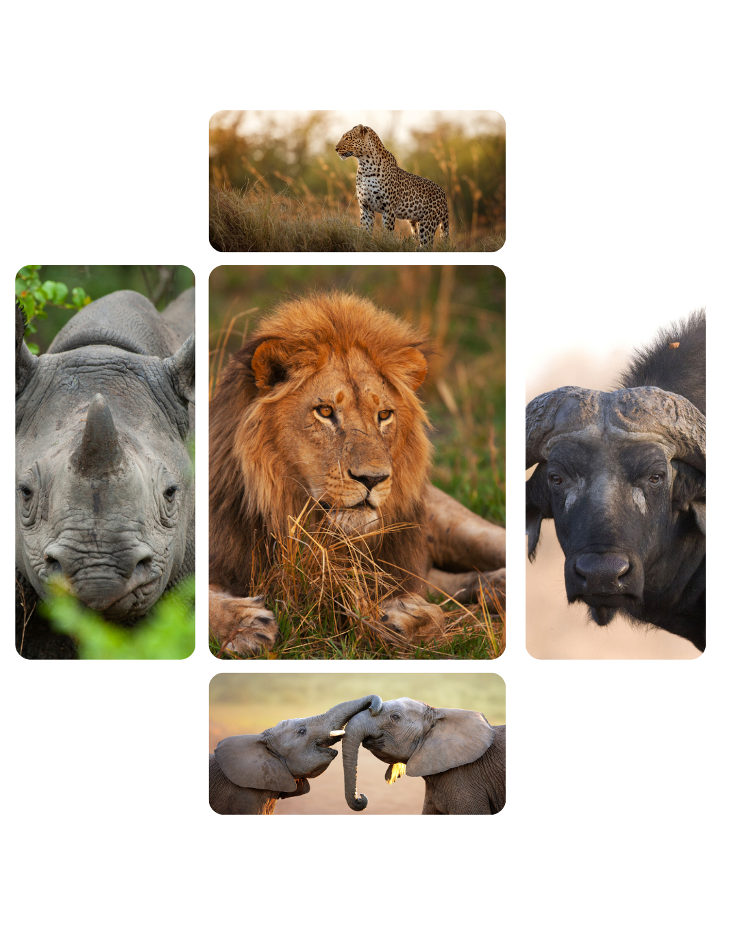The Big 5 of Dinokeng: lion, leopard, elephant, rhino and buffalo