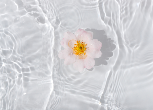 Flower in water