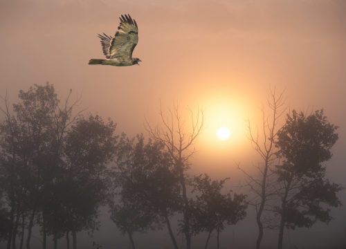 bird with sun