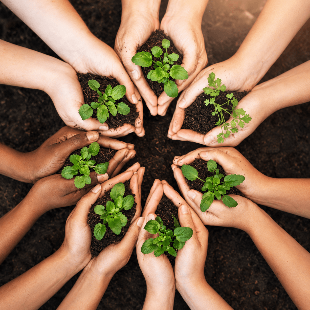 Diverse hands holding young green plants in soil, symbolizing growth, renewal, and natural regeneration.