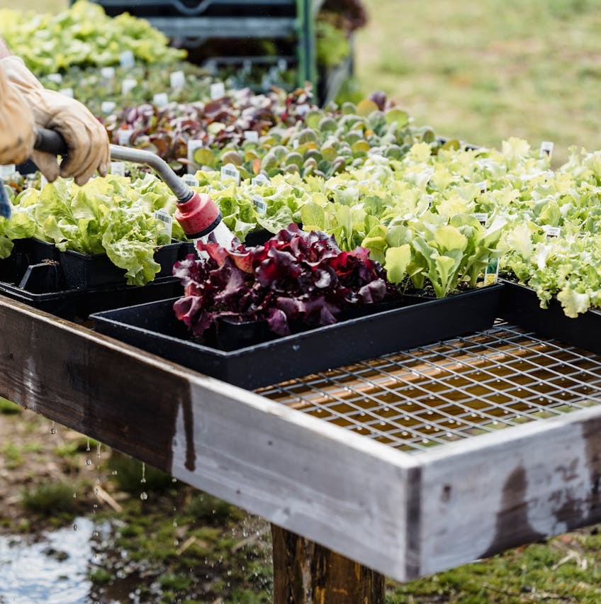 seedlings started indoors