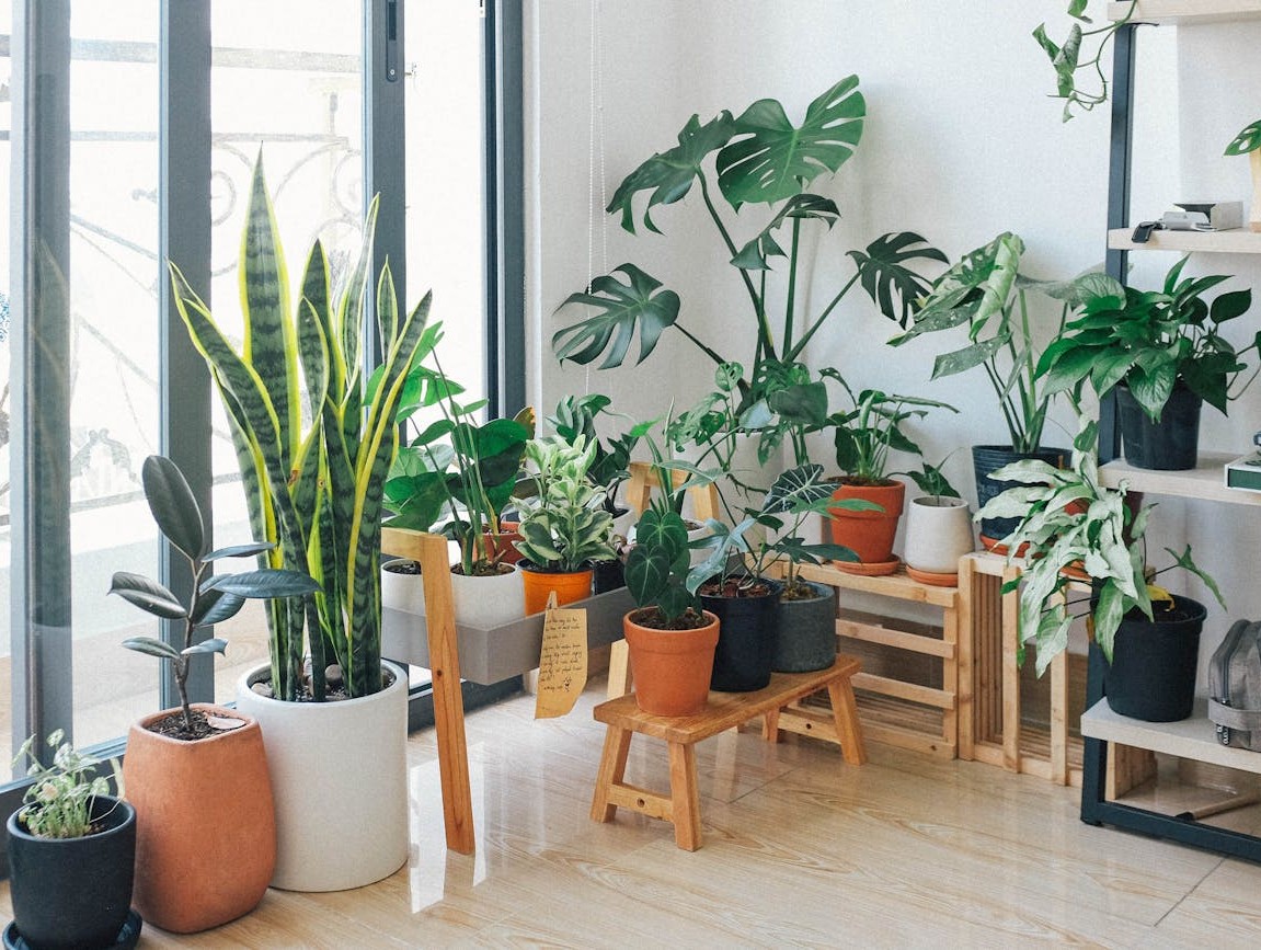 Houseplants near a bright window
