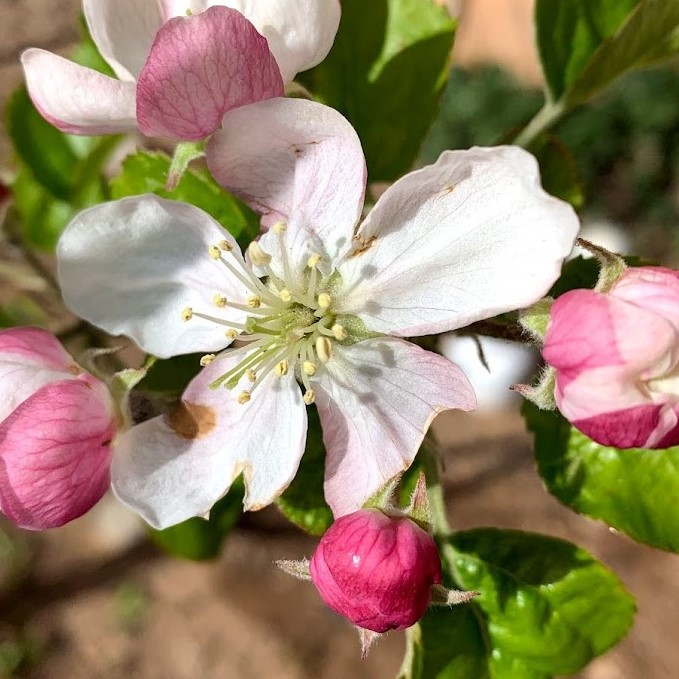 Apple blossom in early spring.