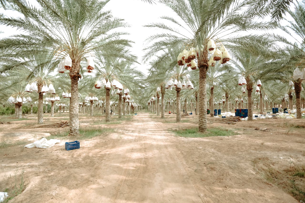 Water needs of trees in dry climates.