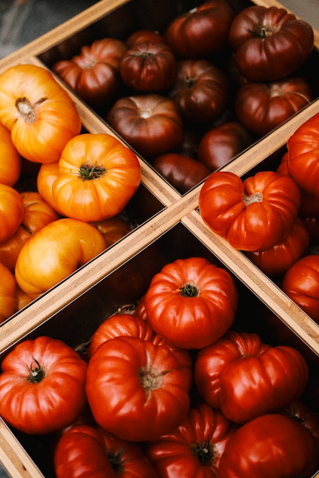 four different tomato varieties four different tomato varieties