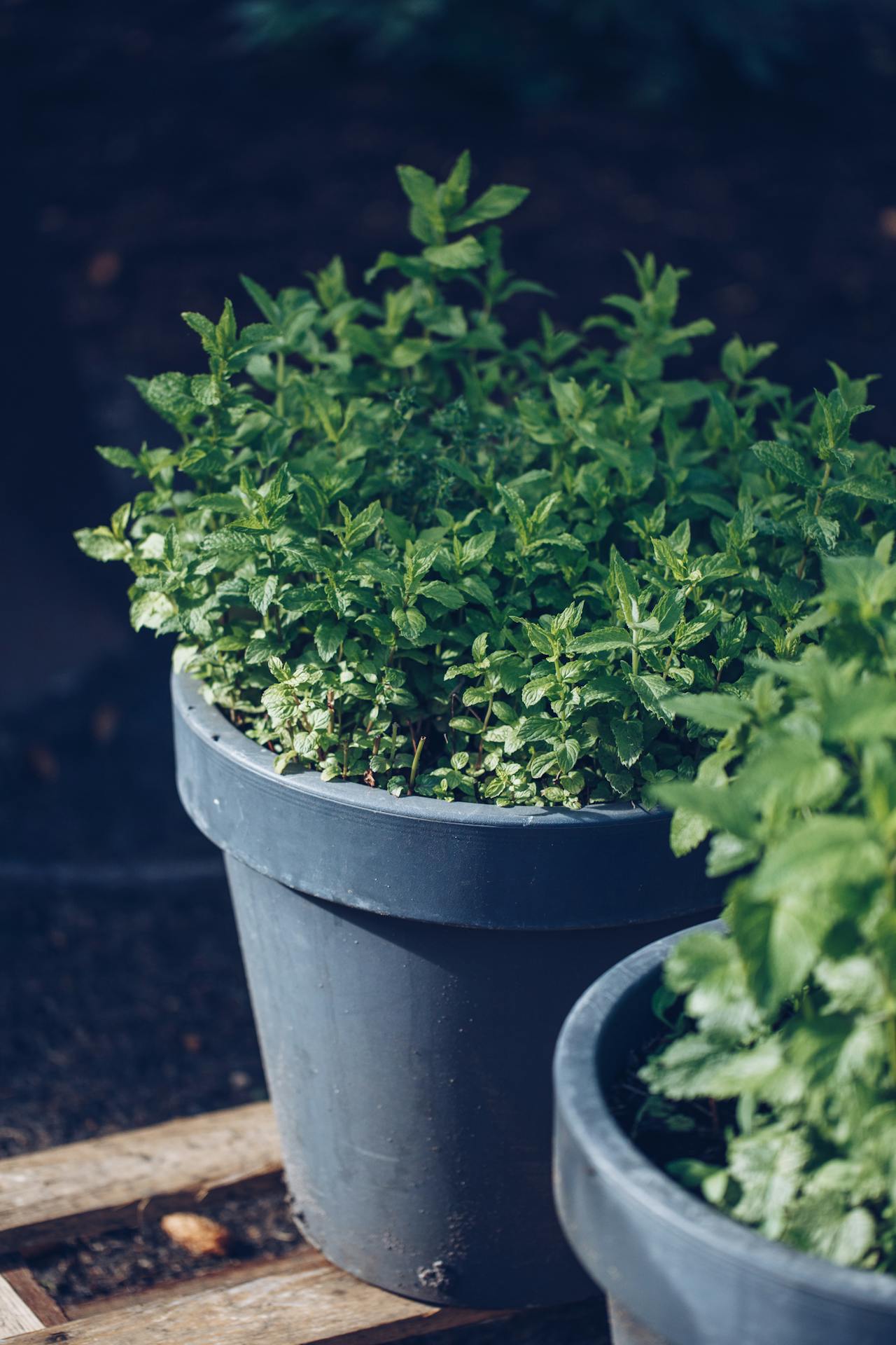 Herbs in pots
