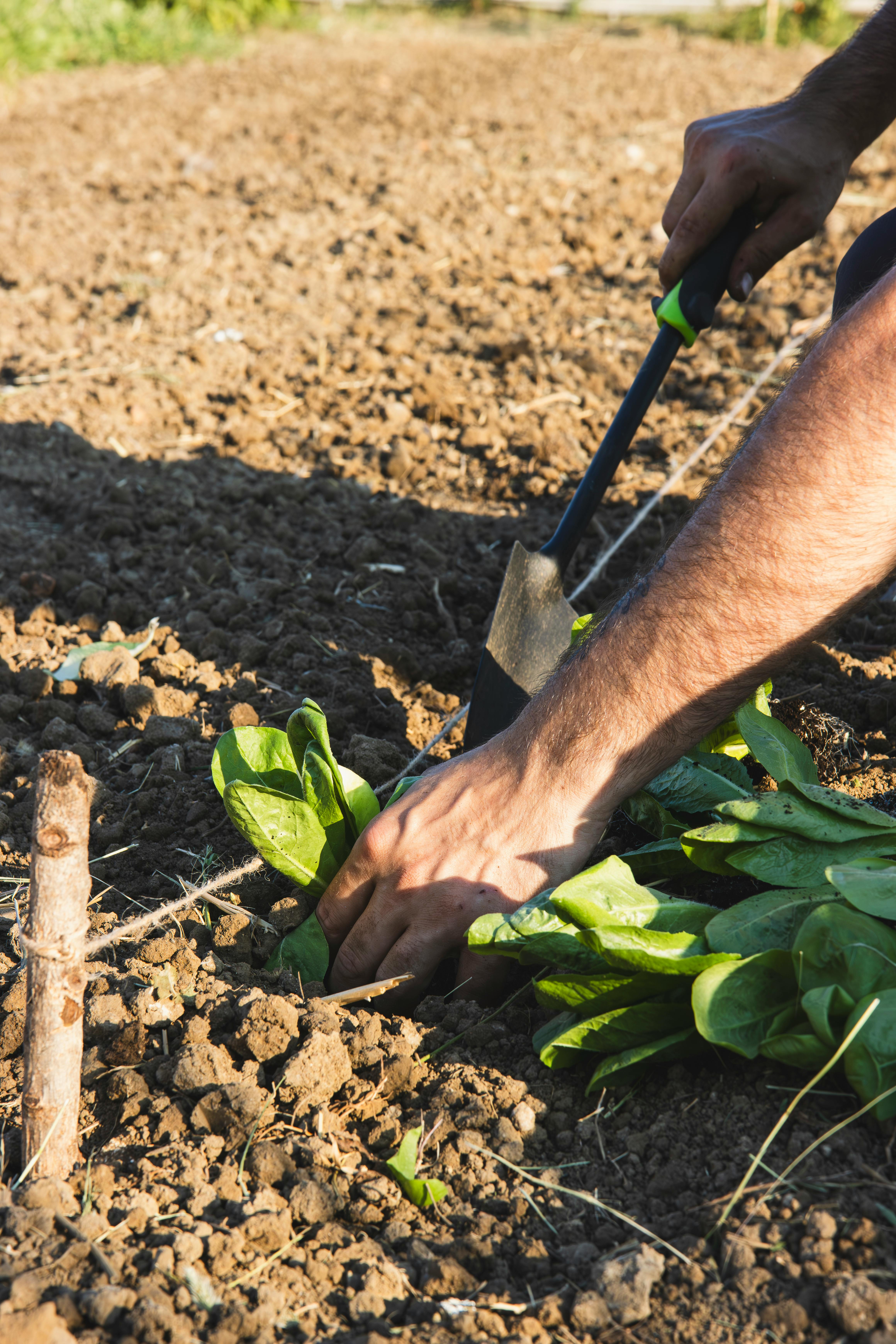 planting spinach