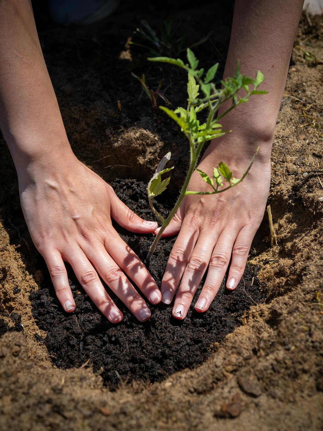 Planting a tomato. Planting a tomato.