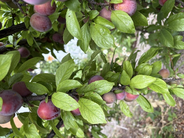 food forest food forest