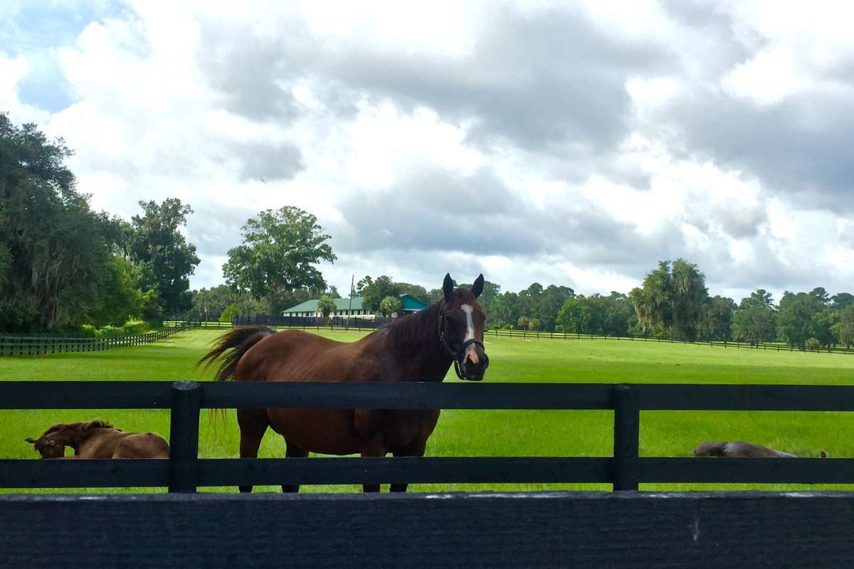 Horse farm near Ocala Florida with white fences and green pastures