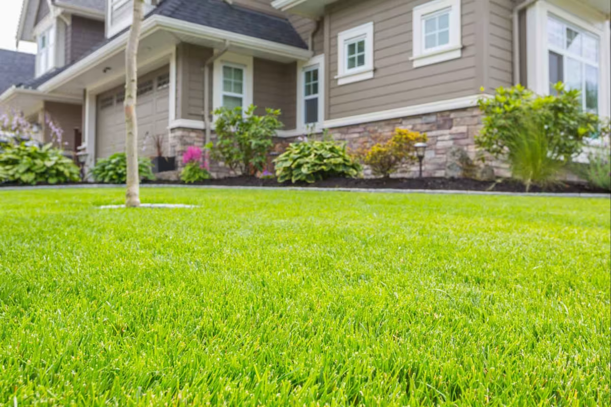 A freshly cut, striped lawn framed by clean landscape beds at sunset