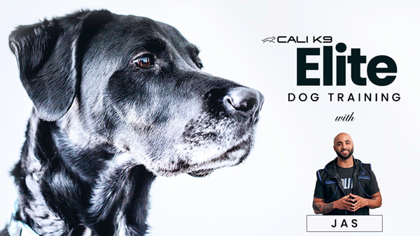 Dog Training Elite Reviews