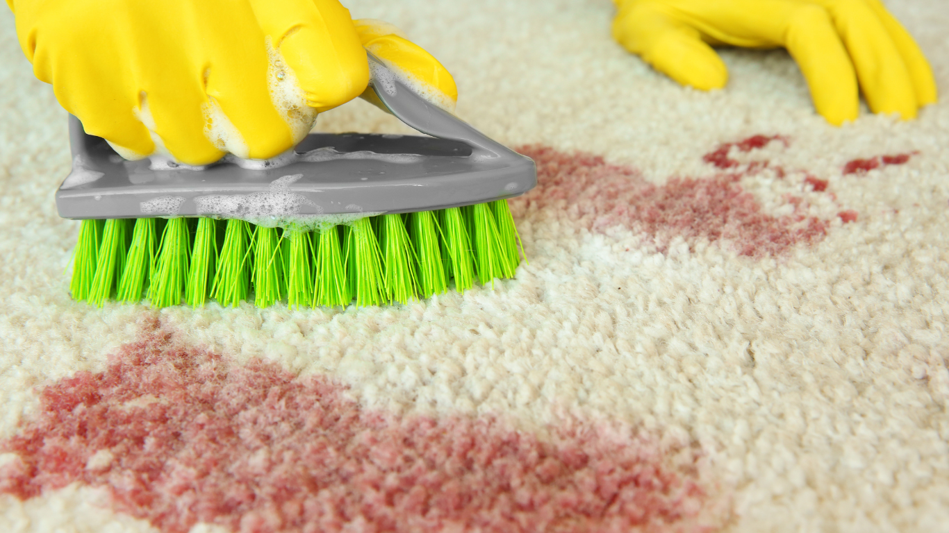 Mould Removal Services Near Me – Ever Ready Solutions 