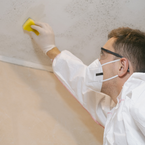 Mould Removal Services Near Me – Ever Ready Solutions 