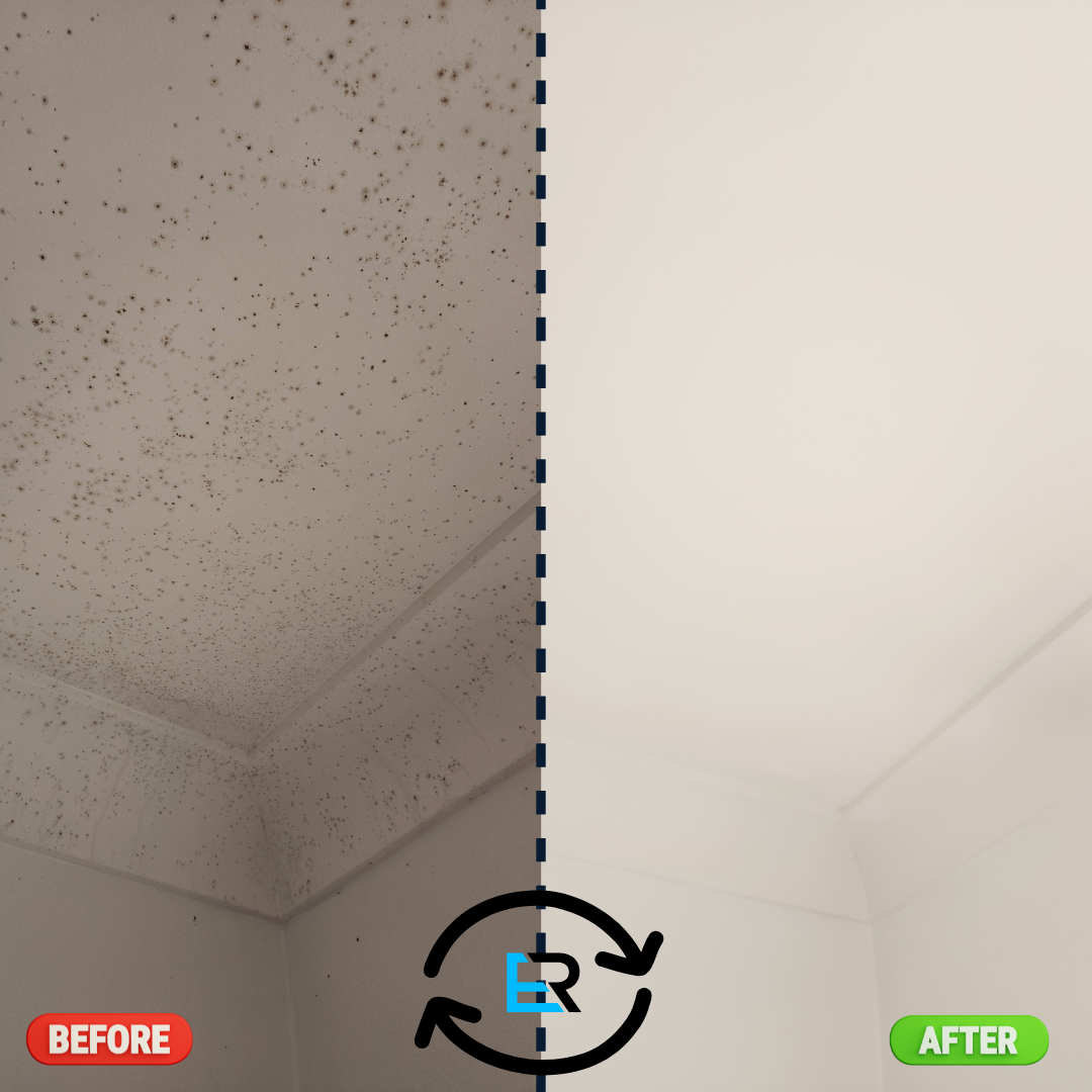 Mould Removal Services Near Me – Ever Ready Solutions 