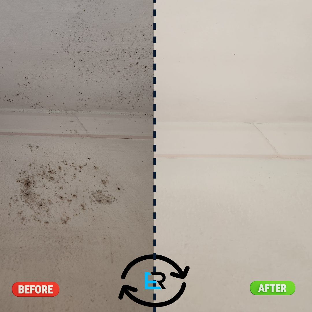 Mould Removal Services Near Me – Ever Ready Solutions 