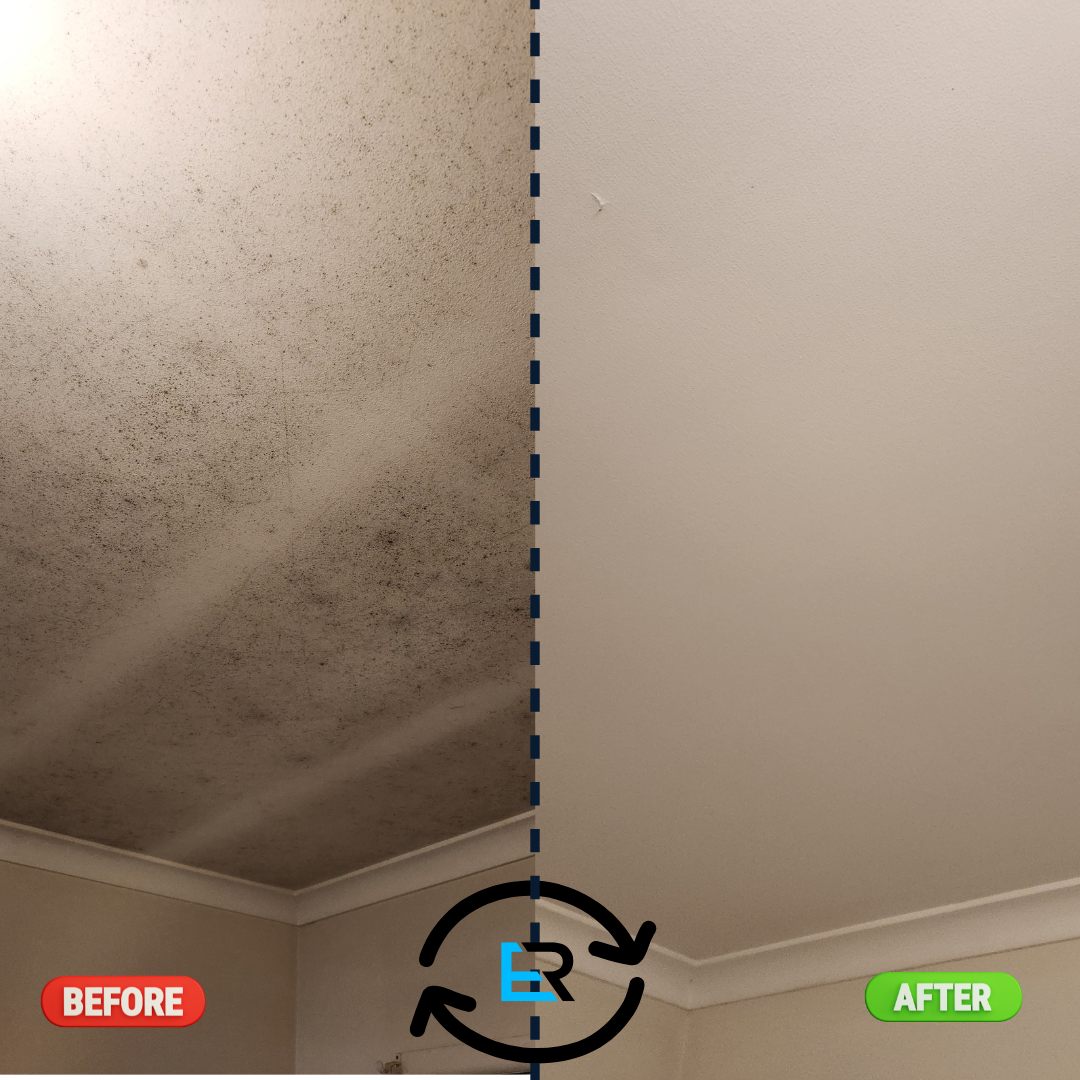 Mould Removal Services Near Me – Ever Ready Solutions 