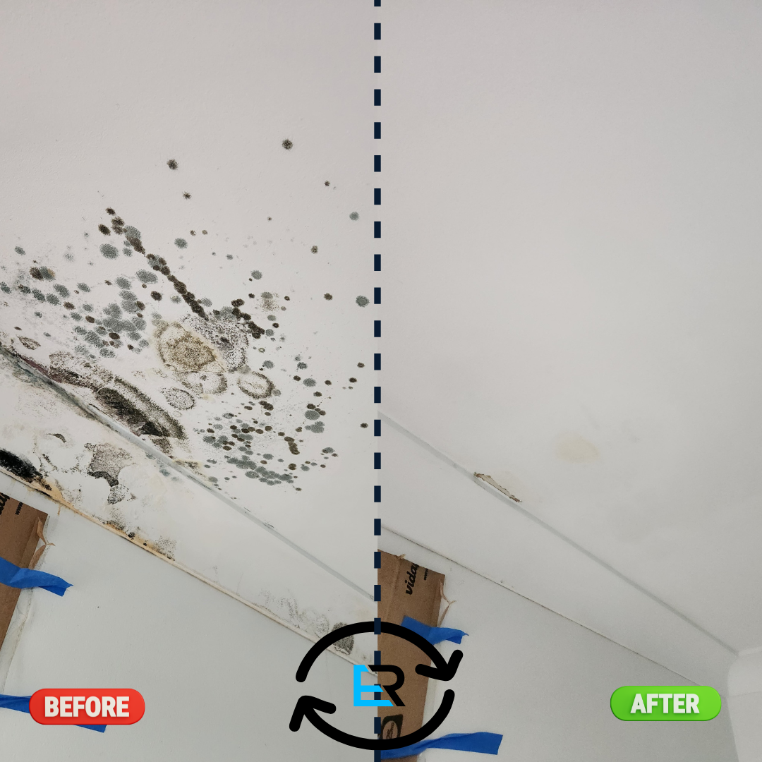 Mould Removal Services Near Me – Ever Ready Solutions 