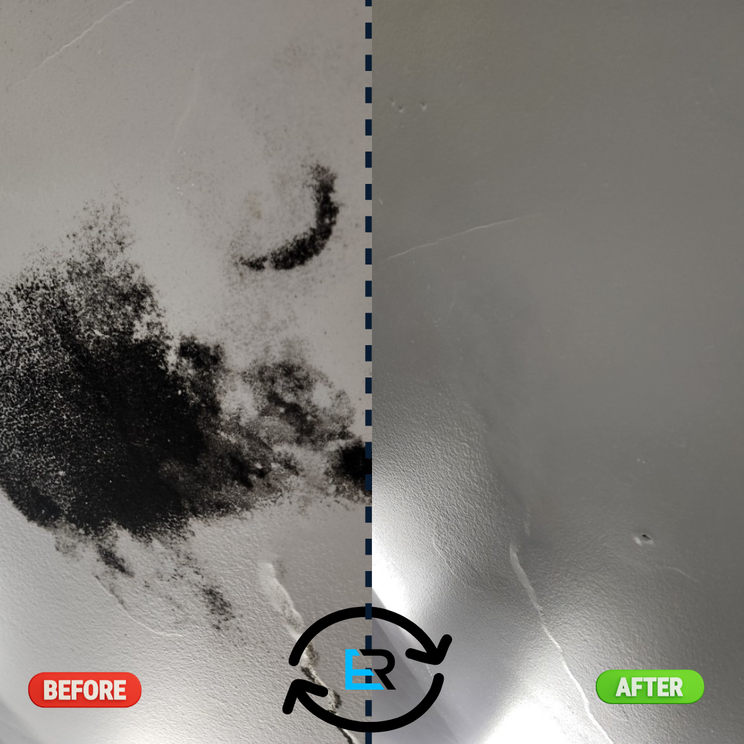 Mould Removal Services Near Me – Ever Ready Solutions 