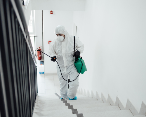 Mould Removal Services Near Me – Ever Ready Solutions 