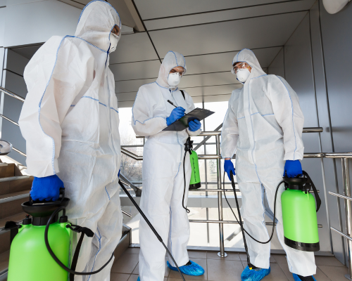 Mould Removal Services Near Me – Ever Ready Solutions 