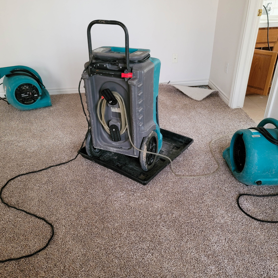 Mould Removal Services Near Me – Ever Ready Solutions 