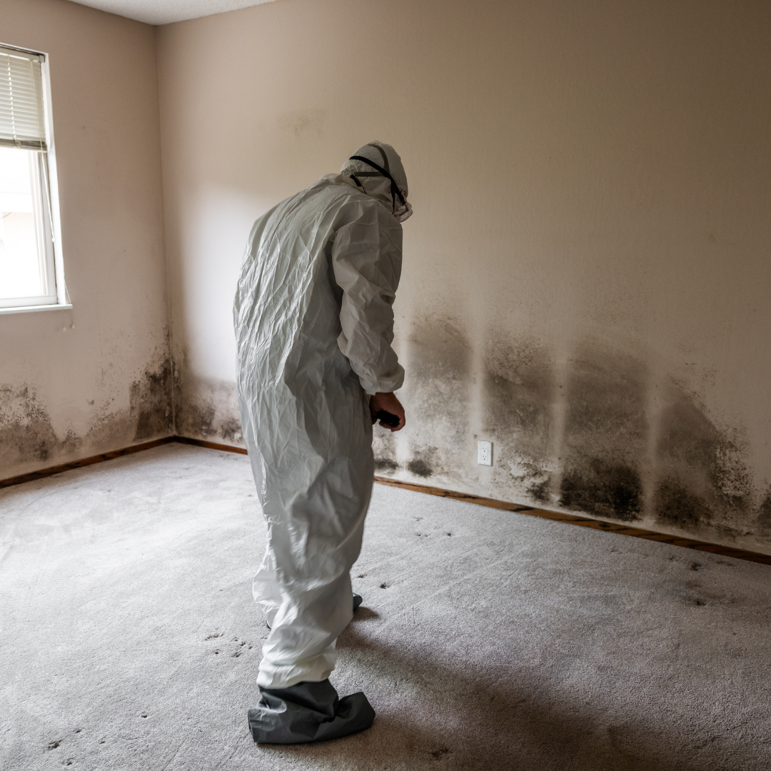 Mould Removal Services Near Me – Ever Ready Solutions 