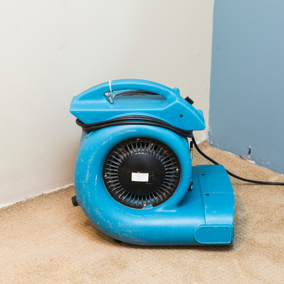 Mould Removal Services Near Me – Ever Ready Solutions 