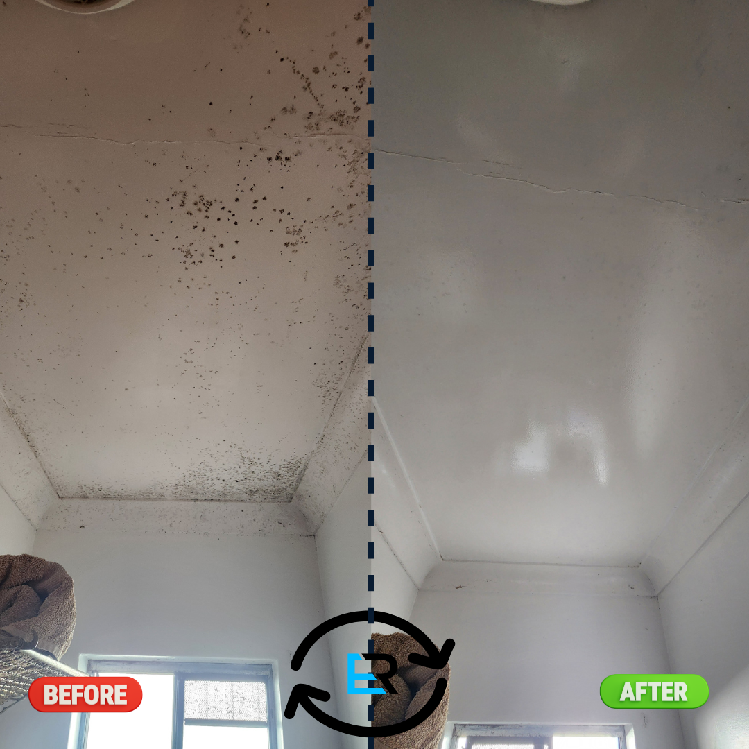 Mould Removal Services Near Me – Ever Ready Solutions 