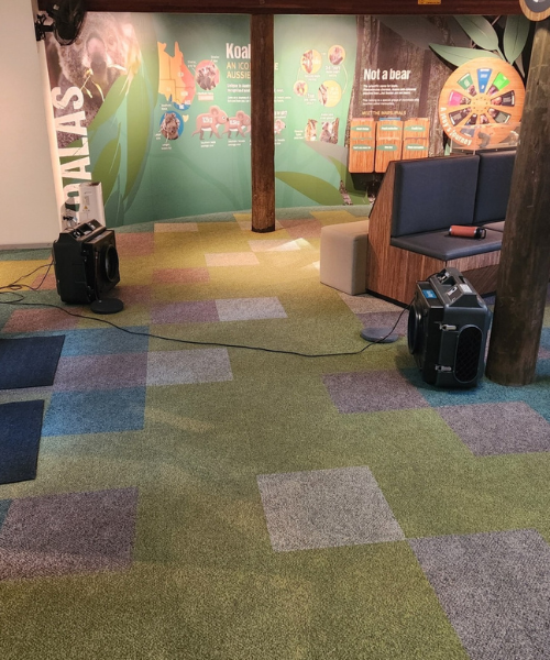 Mould Removal Services Near Me – Ever Ready Solutions