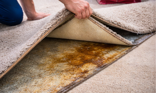 wet carpet lifted showing soaked underlay after flooding