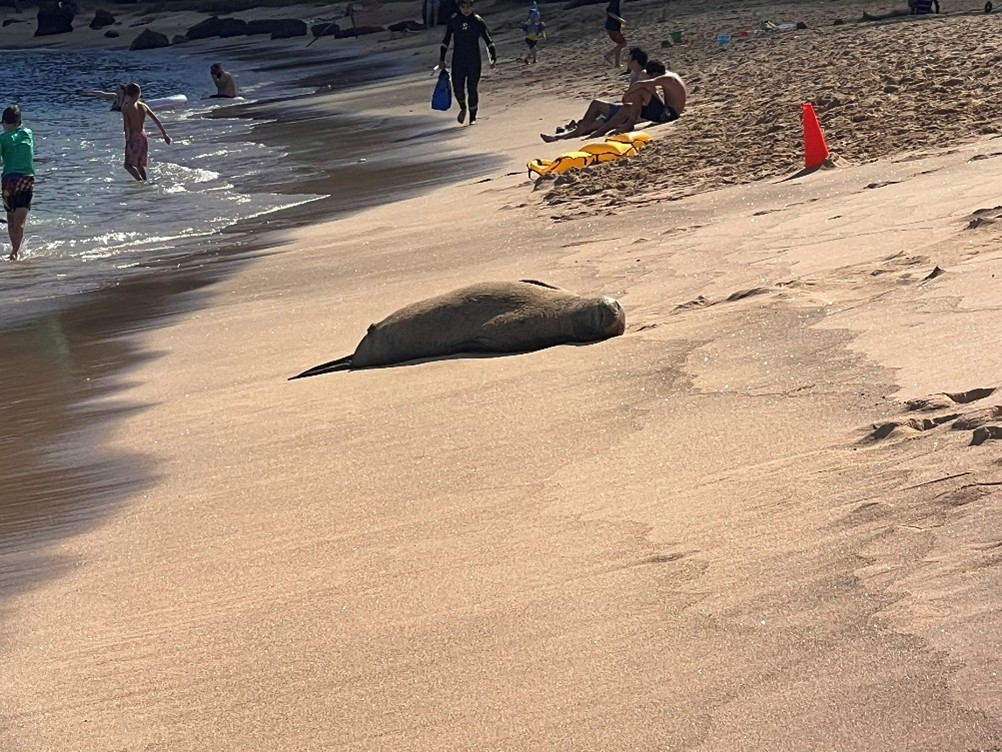 Hanauma Bay - beached seal sunning on the shore Hanauma Bay - beached seal sunning on the shore